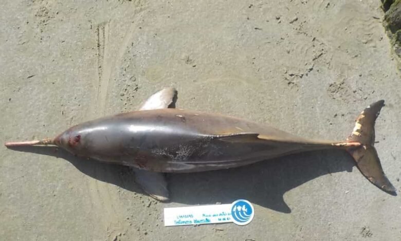 Toninha é encontrada morta em praia de Guarujá