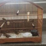 Maus tratos a aves rende multa de R$ 49 mil em São Vicente