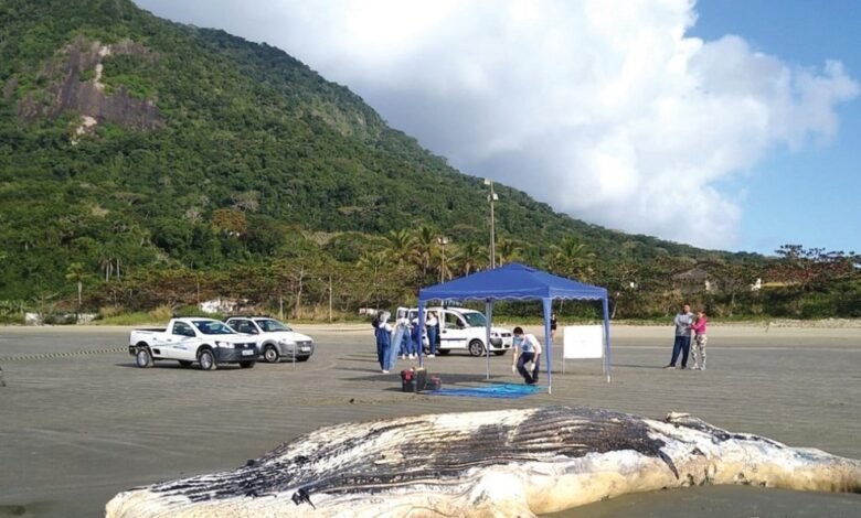Corpo de baleia jubarte é encontrado em praia de Peruíbe