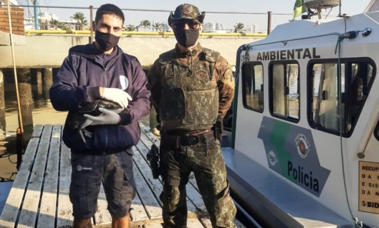 Pinguins são resgatados no Canal do Porto de Santos