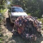 Balão cai em vegetação de Bertioga