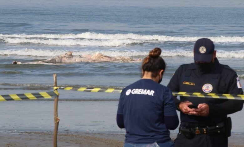 Baleia fica encalhada em praia de Santos