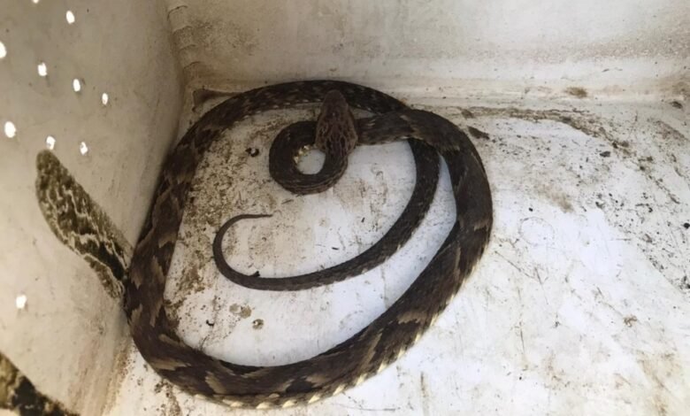 Homem é picado por cobra em Caraguatatuba