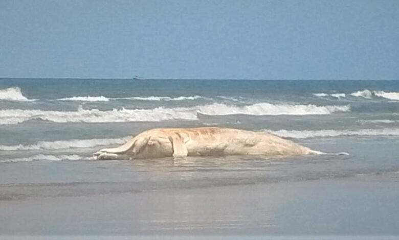 Baleia jubarte com quase oito metros é encontrada morta em Itanhaém