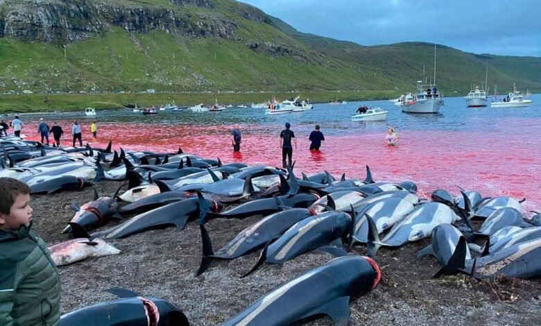 Caçadores matam mais de 1,4 mil golfinhos na Europa