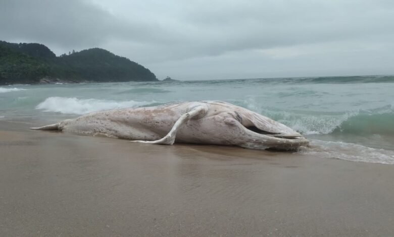 Baleia jubarte é encontrada em praia de Ubatuba