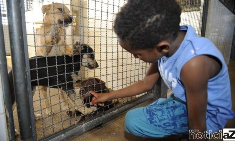 Animais não podem mais ser sacrificados nas zoonoses