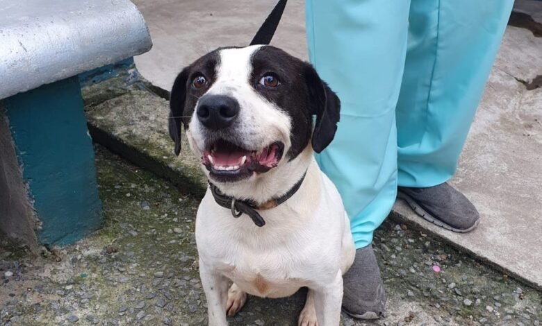 Cães de Guarujá contam com exames de próstata
