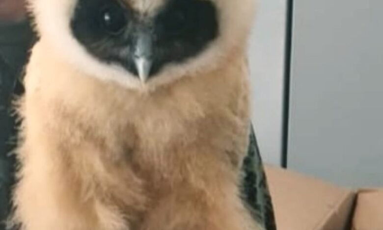 Polícia resgata filhote de coruja em São Sebastião