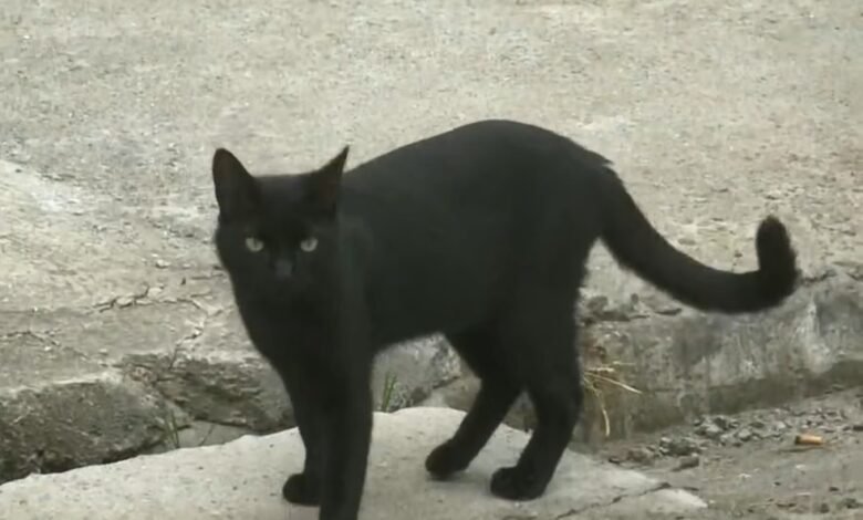 Gatos são encontrados mortos em Caraguatatuba