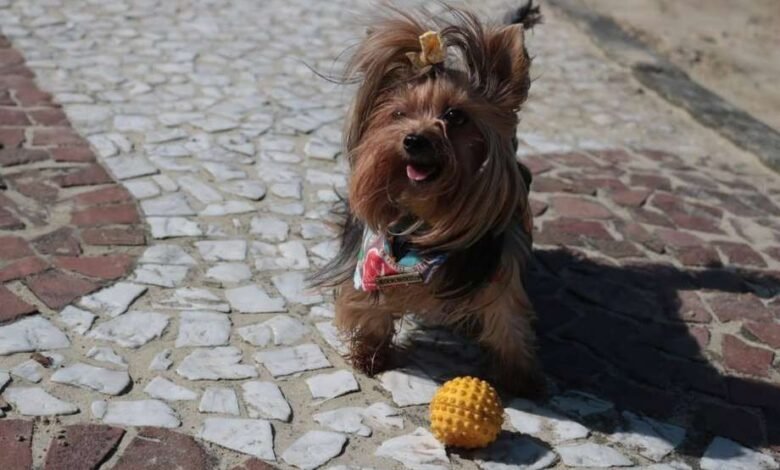 Prefeito de Santos sanciona lei que permite cães nas praias
