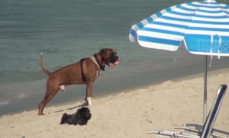 Possíveis danos na praia com liberação de cães em Santos será analisada pelo MP