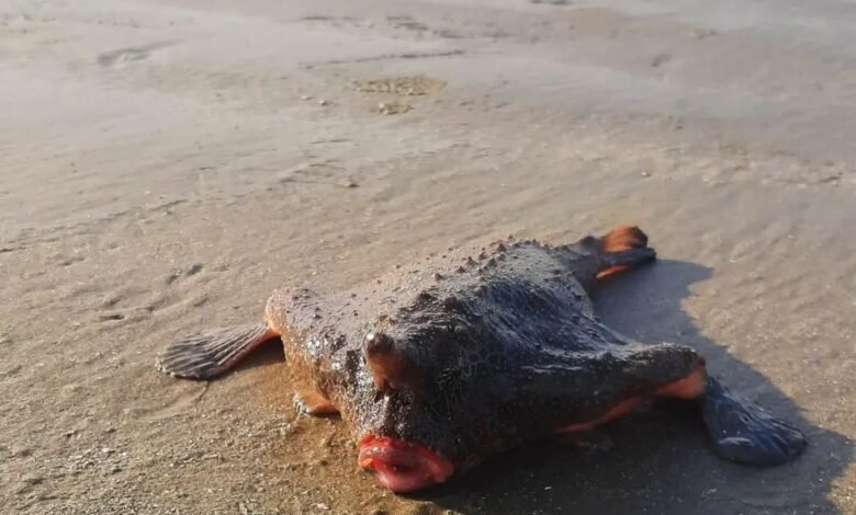 Banhistas de Praia Grande são surpreendidos com peixe-morcego