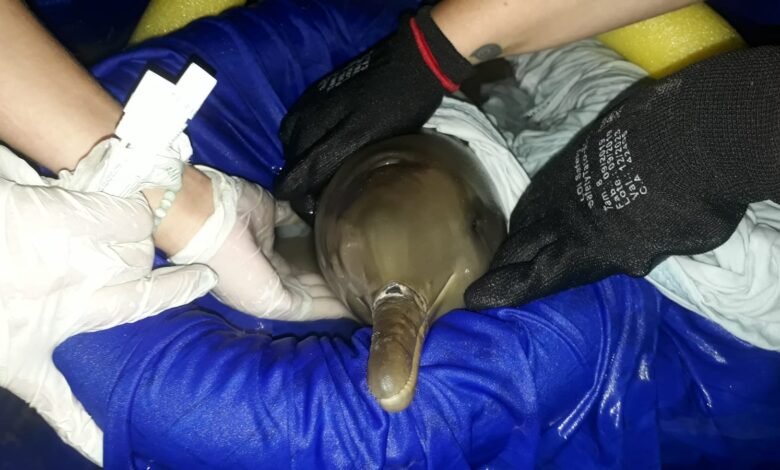 Polícia Ambiental resgata filhote de Golfinho em extinção