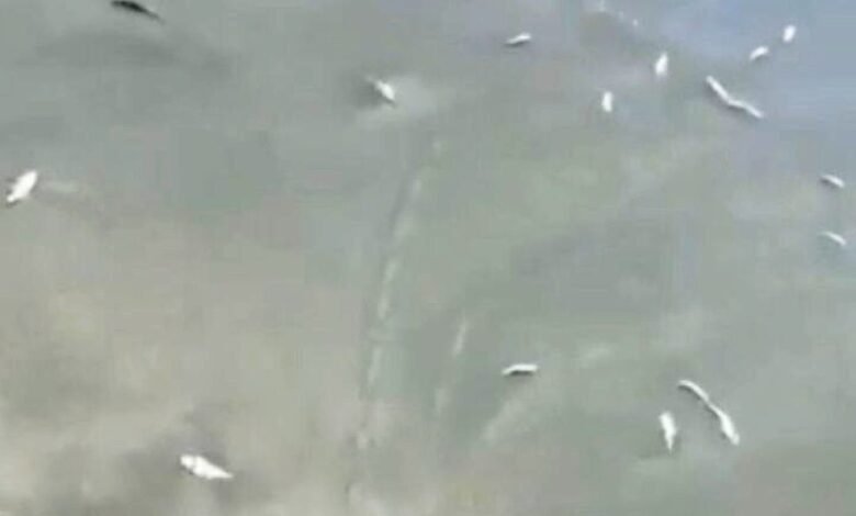 Peixes são encontrados mortos em praia de Guarujá