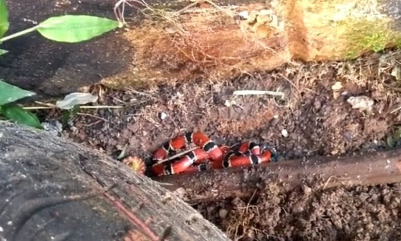 Cobra coral-verdadeira gera pânico em escola de Caraguatatuba