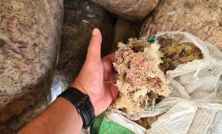 Homem é multado em mais de R$ 21 mil por depósito ilegal de produto florestal em Cananeia