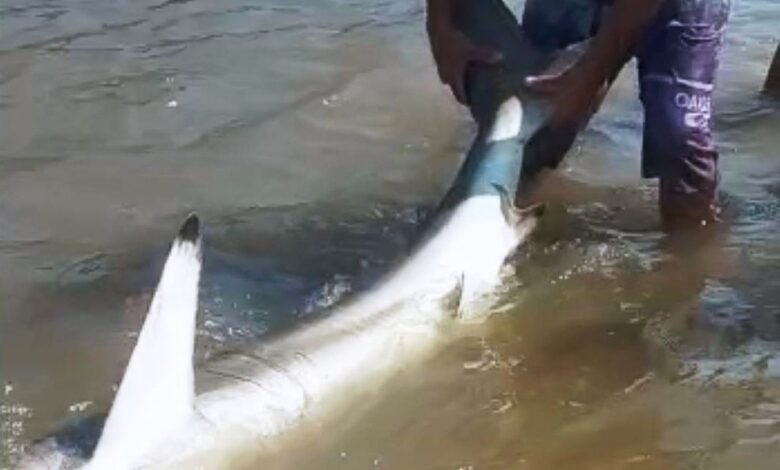 Tubarão volta a aparecer em praia de Itanhaém