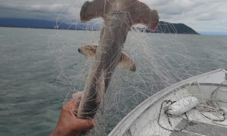 Tubarão-martelo é encontrado morto em rede de pesca no Litoral