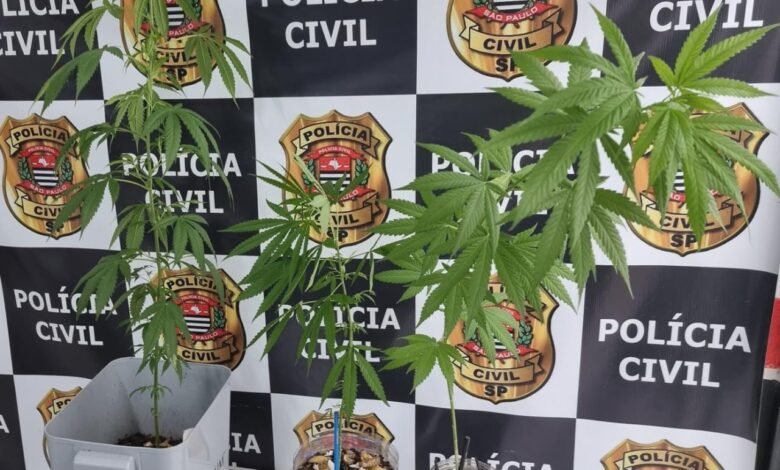 Homem é flagrado com plantação de maconha dentro de residência em Peruíbe