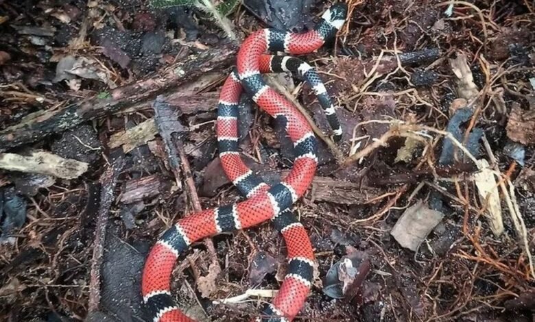 Cobras corais verdadeiras são flagradas circulando em áreas urbanas de Peruíbe