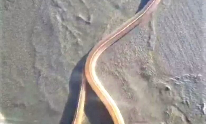 VÍDEO - Presença de 'cobra fantasma' no Litoral intriga banhistas