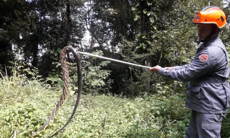 Cobra com mais de dois metros é encontrada dentro de uma casa em São Sebastião