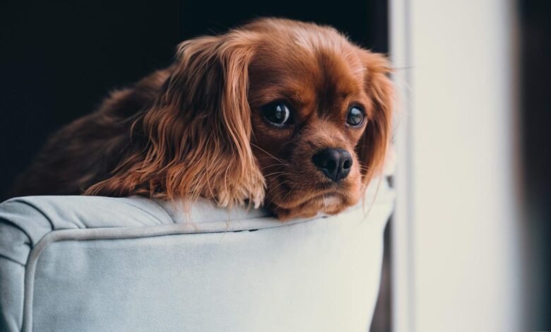 Cachorro