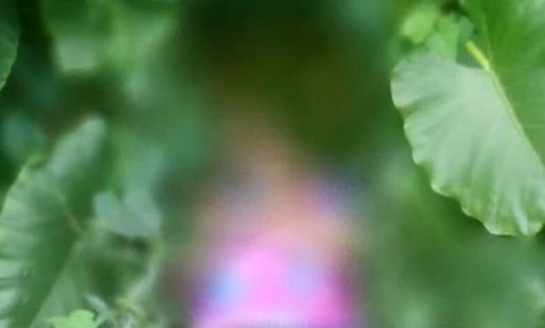 Corpo é encontrado amarrado às margens de rodovia de Guarujá