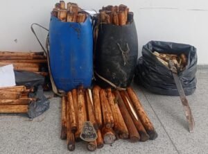 Polícia Militar Ambiental apreende Palmito Juçara "In Natura" em Bertioga