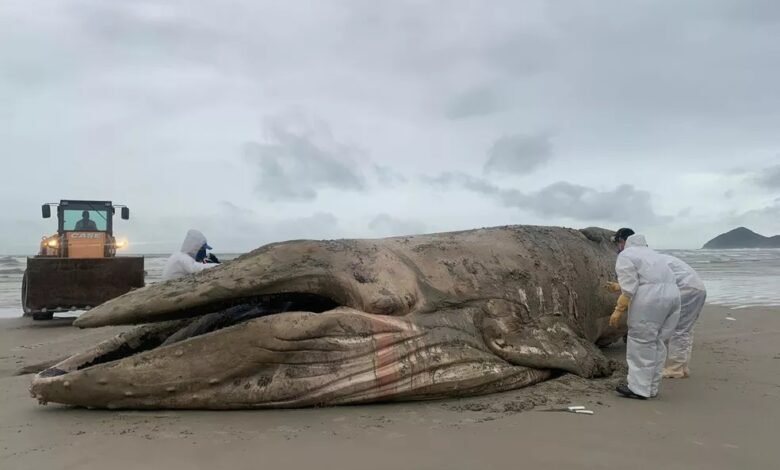 Baleia Jubarte é encontra morta em praia de Bertioga