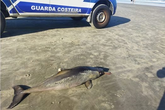 Dois golfinhos mortos são localizados em Praia Grande