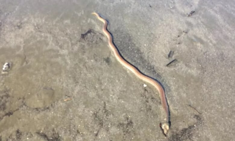 Peixes com aparência de cobras são avistados em Santos