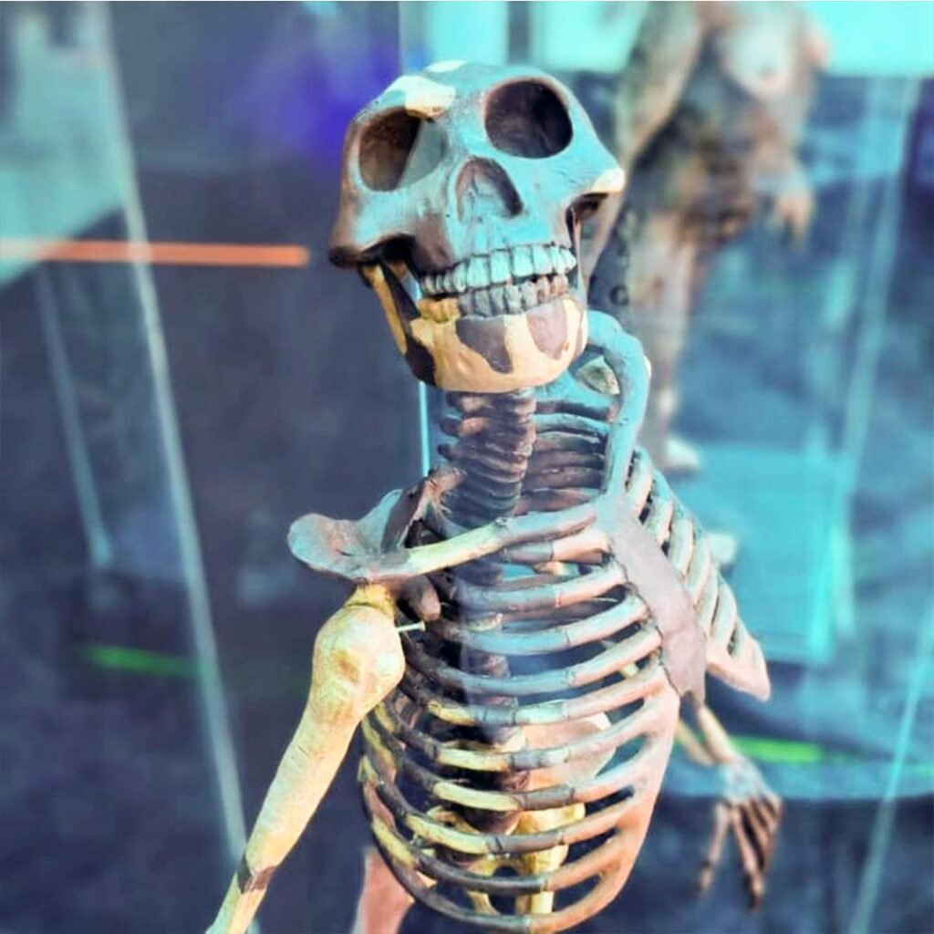 Shopping Parque Balneário recebe Exposição Caminhos da Evolução Experiência