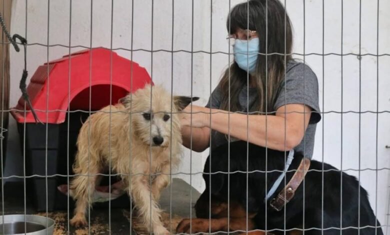 coleira leishmaniose