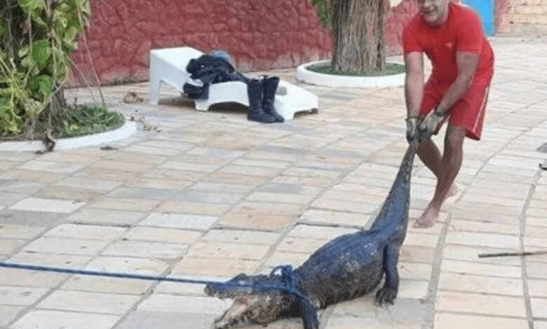 VÍDEO: Jacaré é resgatado em piscina de clube em Caldas Novas