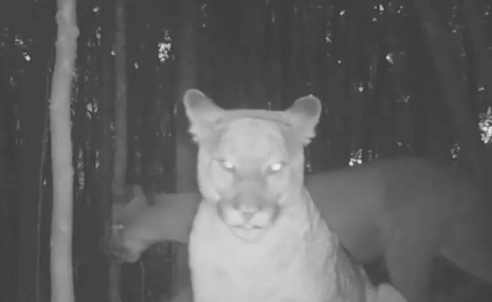 Momento raro flagra onças-pardas encarando câmera no litoral de SP
