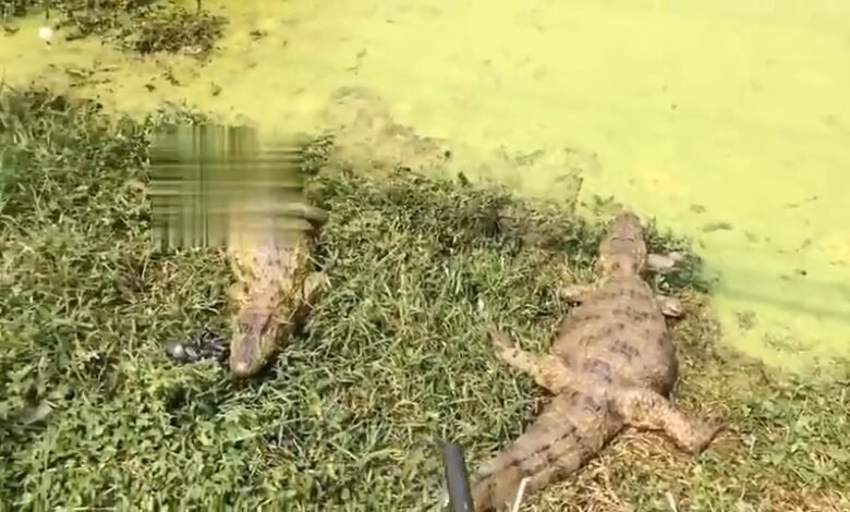 VÍDEO - Jacarés são vistos próximo ao Porto de Santos