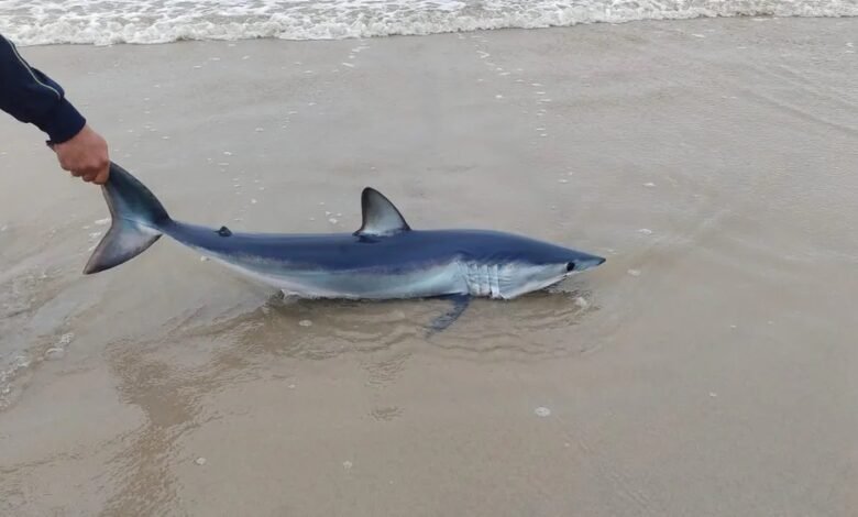 VÍDEO - Tubarão encalha em praia de Itanhaém e atrai curiosos