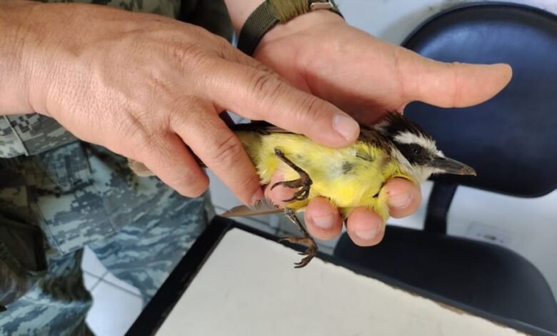 GCM Ambiental resgata duas aves em São Vicente