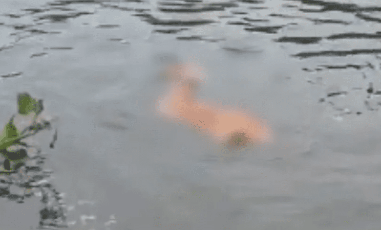 Perna humana é vista boiando em um rio de São Paulo