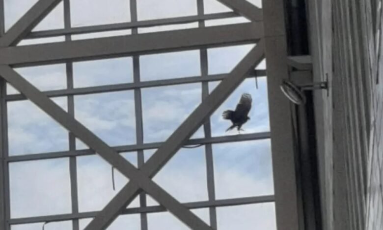 VÍDEO – Ave de rapina invade universidade no litoral de SP e fica presa