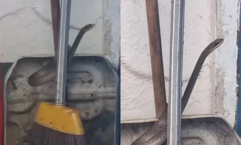 VÍDEO - Cobra aparece dentro de balsa entre Santos e Guarujá