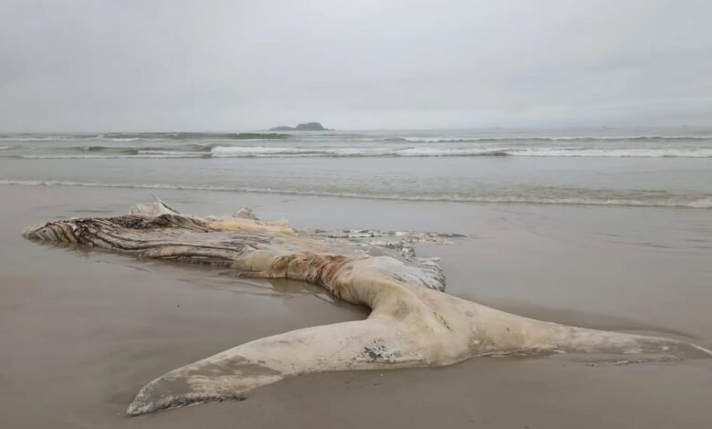 VÍDEO - Carcaça de baleia é encontrada em praia do Guarujá