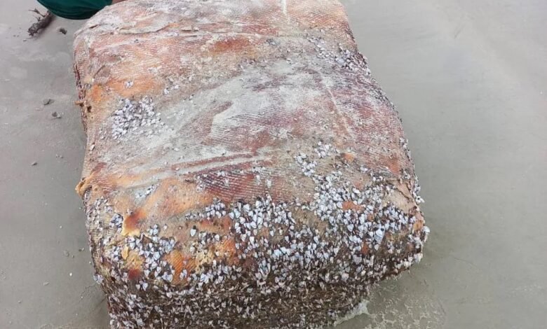 Objeto repleto de crustáceos intriga moradores no litoral de SP