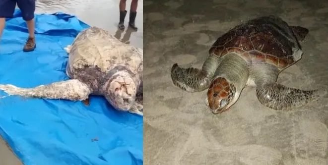 Três tartarugas são encontradas mortas em Praia Grande