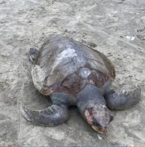 Três tartarugas são encontradas mortas em Praia Grande