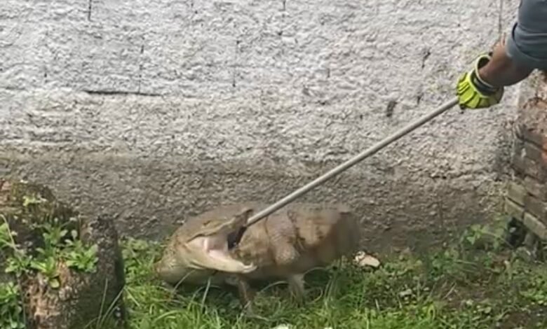 VÍDEO - Jacaré é flagrado pela Guarda Municipal de Guarujá