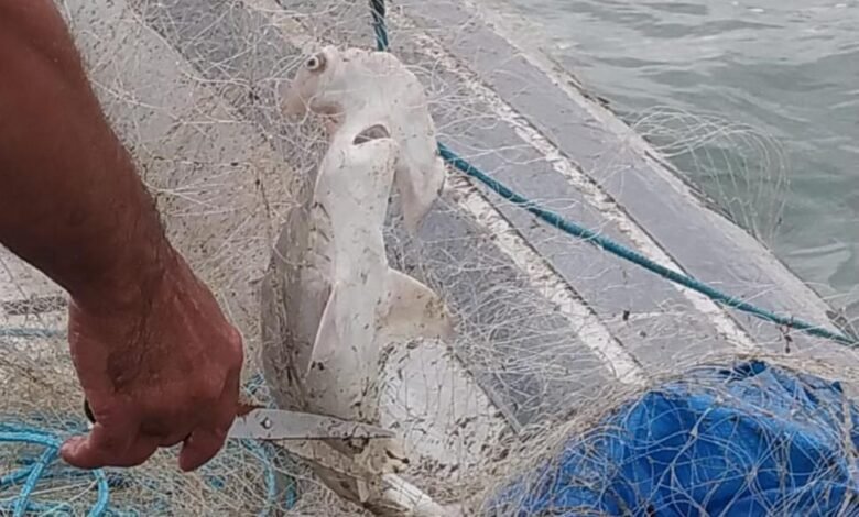 Polícia Militar Ambiental localiza rede de pesca irregular em Bertioga