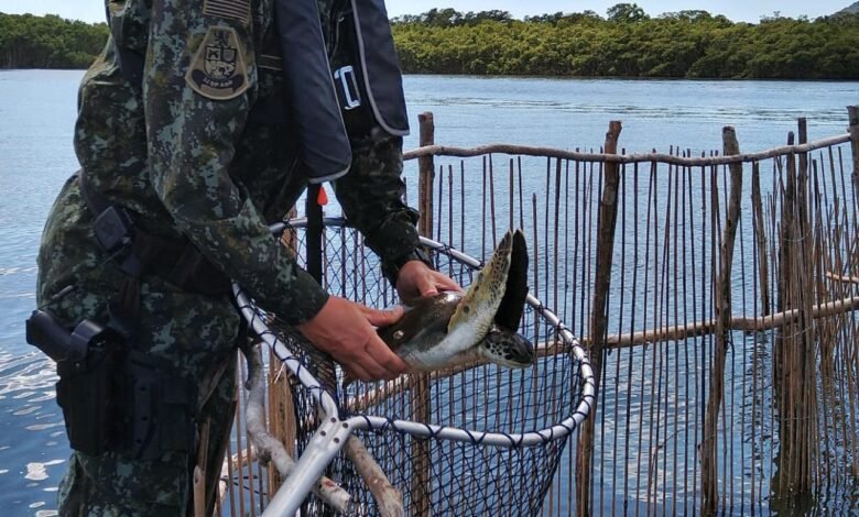 VÍDEO - Polícia Militar Ambiental localiza 6 tartarugas em armadilha em Cananéia